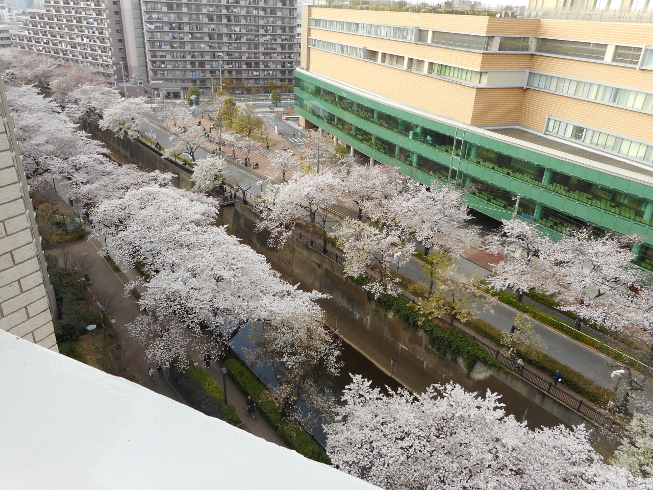 平成最後の石神井川の花見か 板橋仲宿から加賀 音無経由王子駅間 王子 十条 東京 の旅行記 ブログ By Traveljyubeiさん フォートラベル 平成最後の石神井川の花見か 板橋仲宿から加賀 音無経由王子駅間 王子 十条 東京 の旅行記 ブログ By Traveljyubeiさん フォートラベル