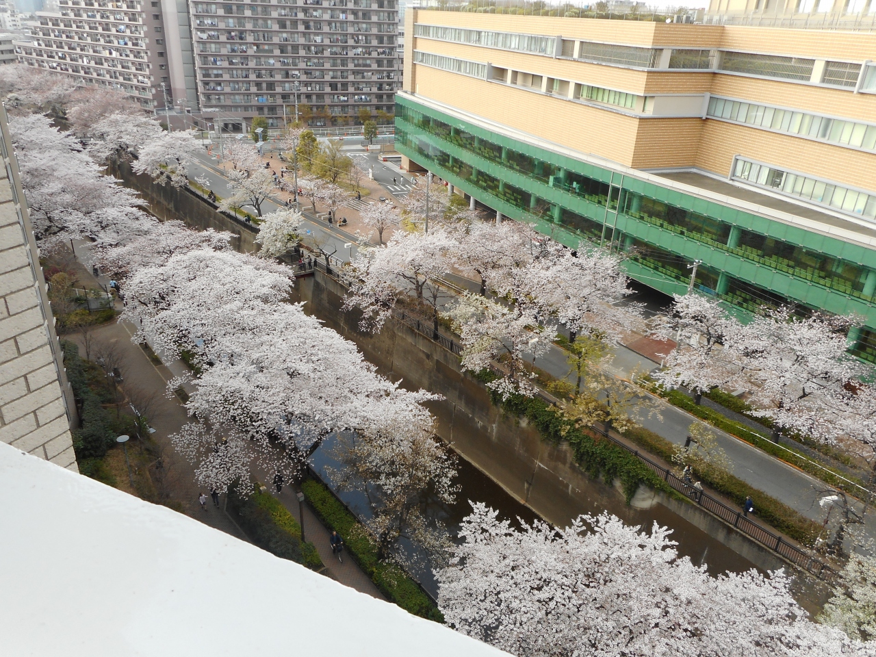 平成最後の石神井川の花見か 板橋仲宿から加賀 音無経由王子駅間 王子 十条 東京 の旅行記 ブログ By Traveljyubeiさん フォートラベル