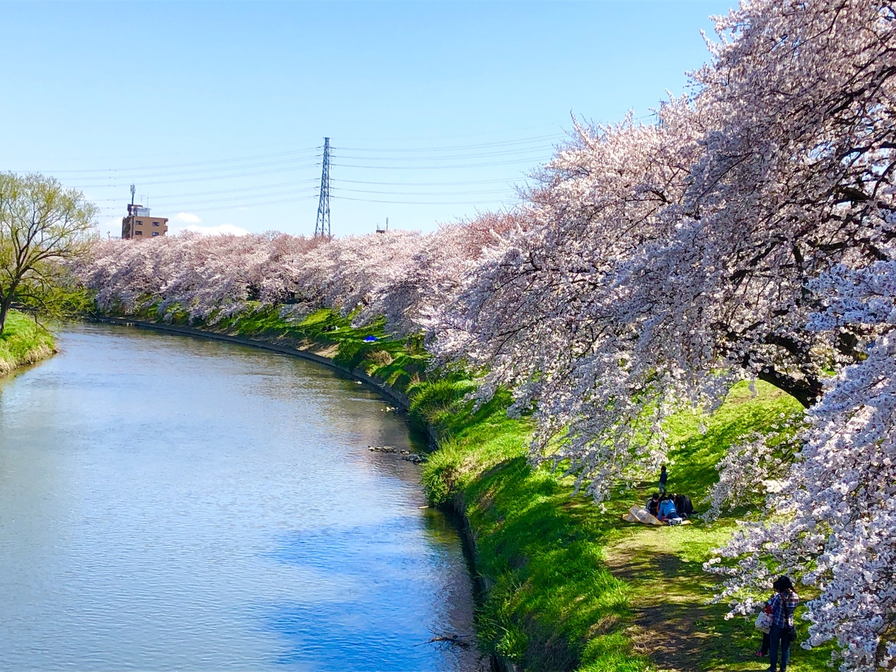 19 桜満開 越谷 埼玉県 の旅行記 ブログ By なおさんさん フォートラベル