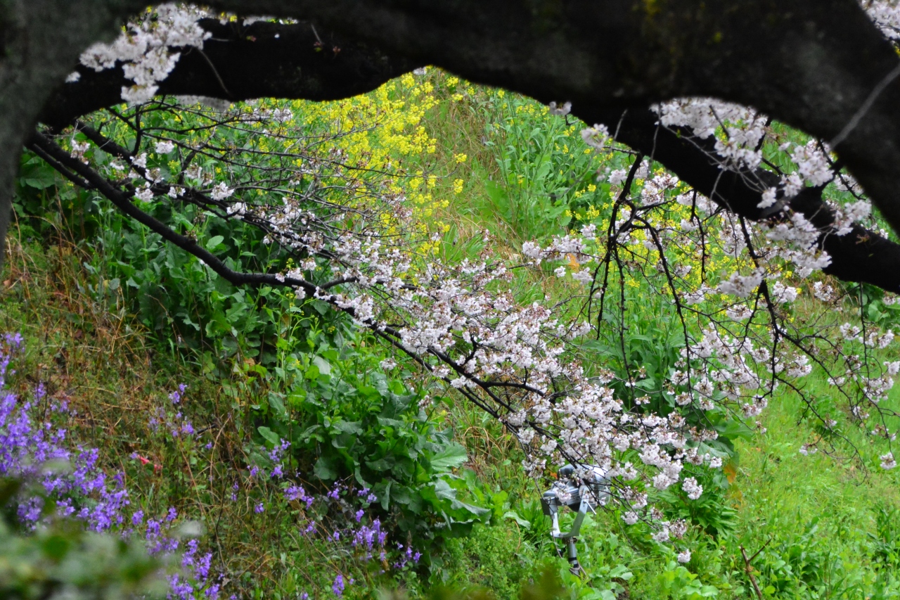 桜満開だと思ったらまだ八分咲き程度 でも早朝から賑わっていました 神田 神保町 東京 の旅行記 ブログ By ぬいぬいさん フォートラベル