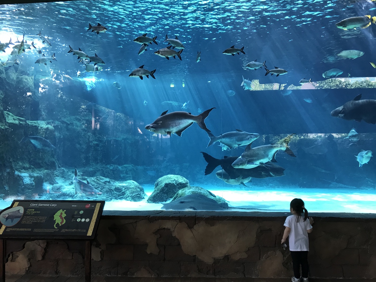 おおきな魚に唖然 シンガポール シンガポール の旅行記 ブログ By Mikiさん フォートラベル おおきな魚に唖然 シンガポール シンガポール の旅行記 ブログ By Mikiさん フォートラベル