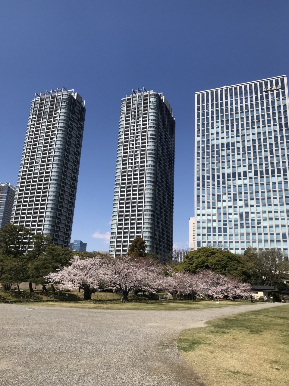浜離宮恩賜公園ー桜の木が少なくてお花見には残念でした 汐留 東京 の旅行記 ブログ By Siniさん フォートラベル