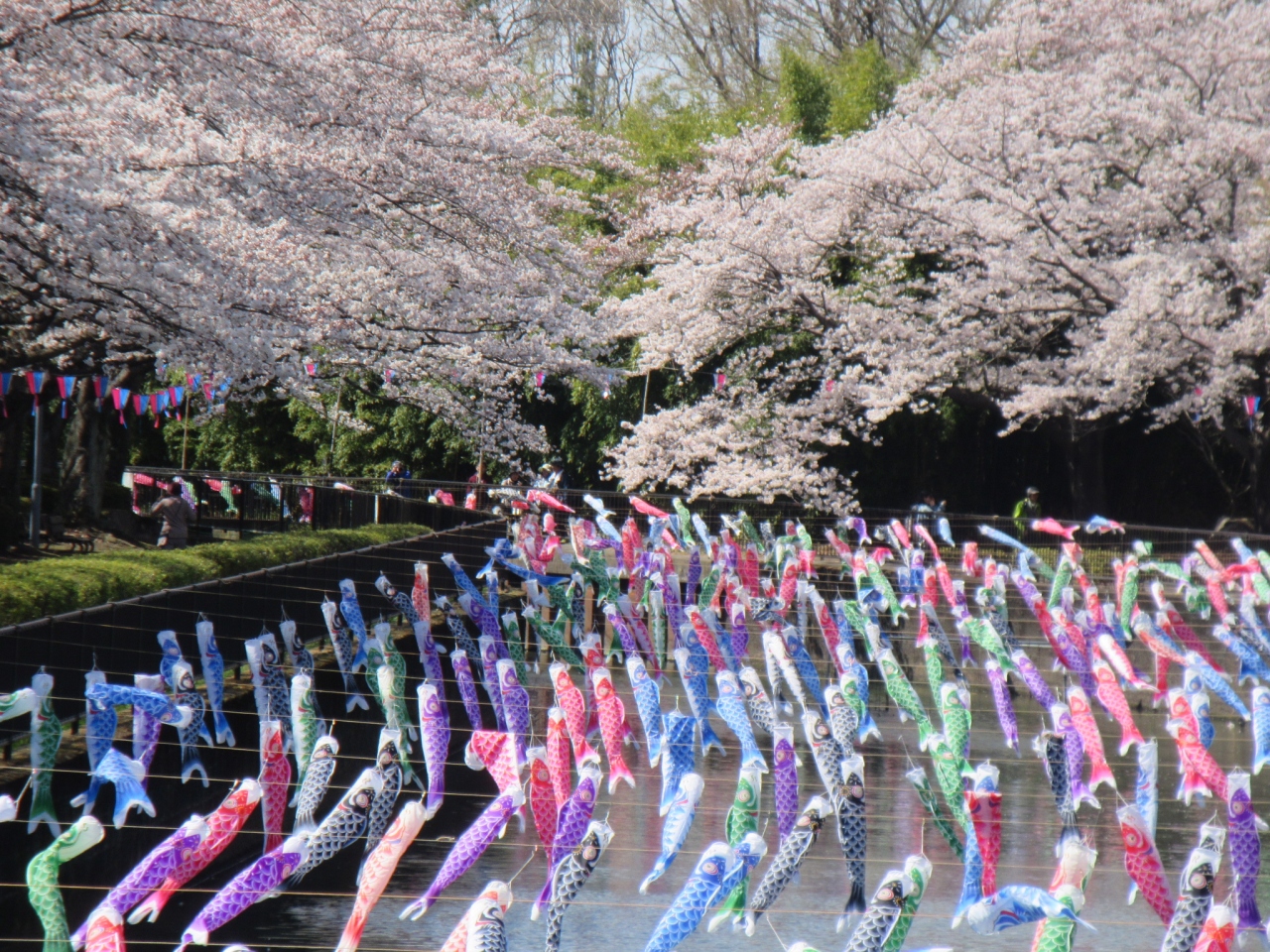 桜の雲 と 虹の川 館林 群馬県 の旅行記 ブログ By Okushitwさん フォートラベル