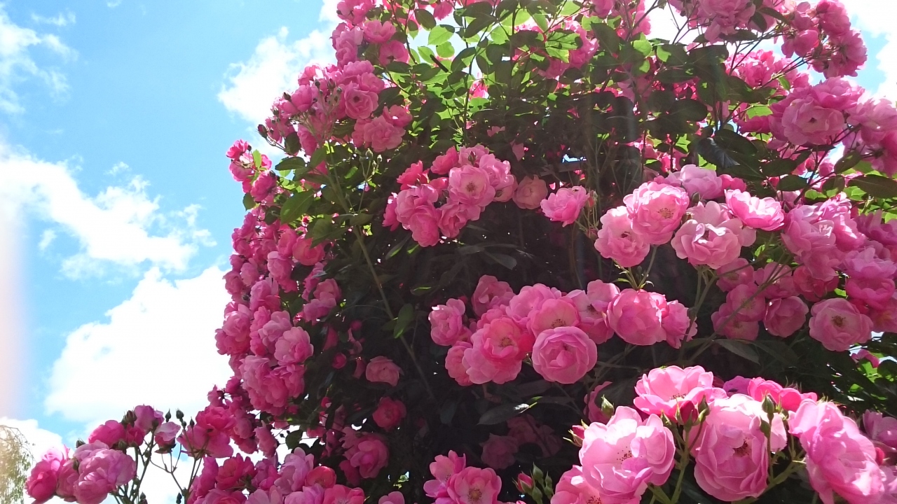 薔薇と平安時代 岩手県の旅行記 ブログ By まるまるぱんださん フォートラベル 薔薇と平安時代 岩手県の旅行記 ブログ By まるまるぱんださん フォートラベル