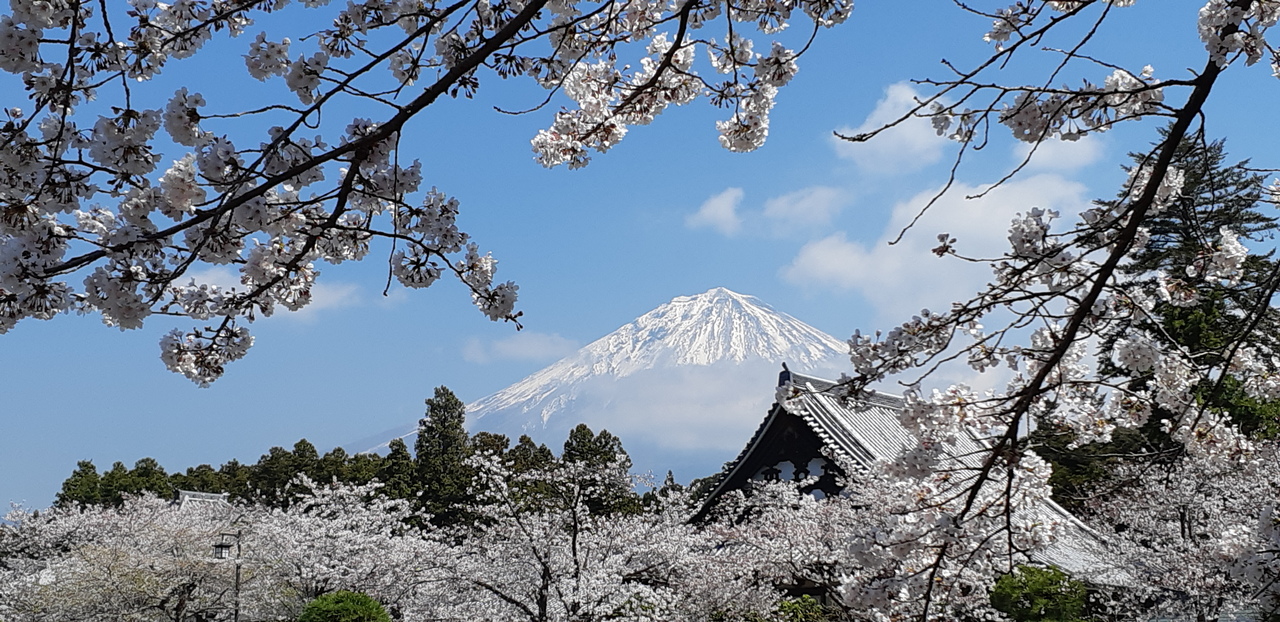 桜と富士山のコラボが最高 富士宮大石寺にて 富士宮 静岡県 の旅行記 ブログ By Tyatyaさん フォートラベル