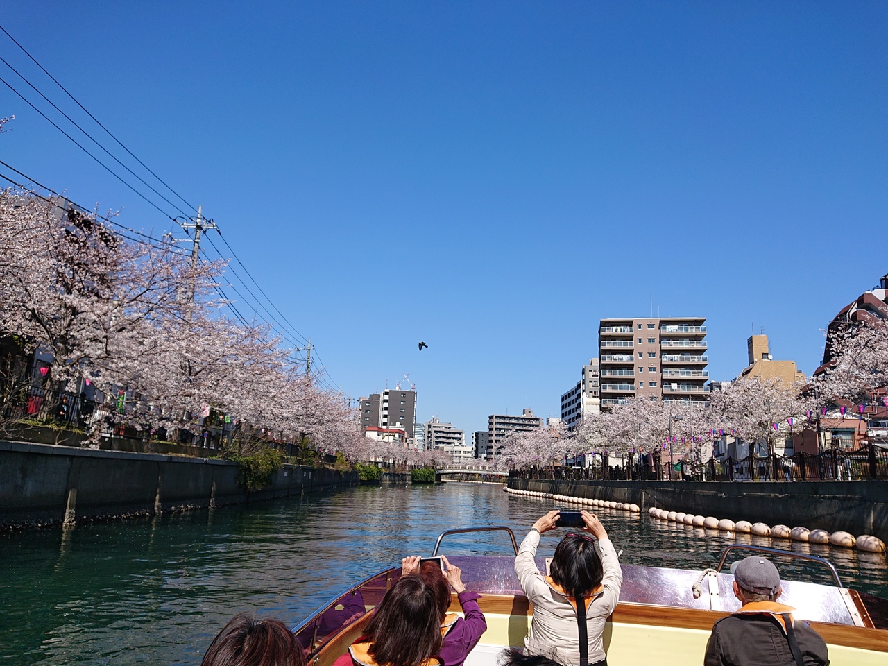 大岡川桜クルーズ 野毛の洋食 横浜公園のチューリップ 横浜 神奈川県 の旅行記 ブログ By わんこさん フォートラベル