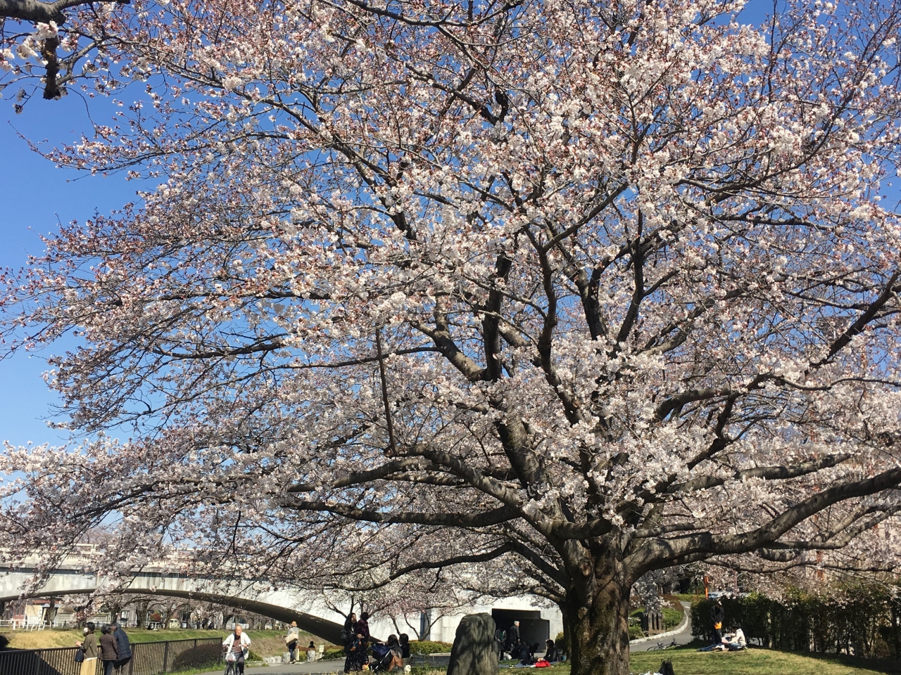 春休みの孫と工場見学 花見 墓参り 町田 東京 の旅行記 ブログ By Beanbagさん フォートラベル 春休みの孫と工場見学 花見 墓参り 町田 東京 の旅行記 ブログ By Beanbagさん フォートラベル