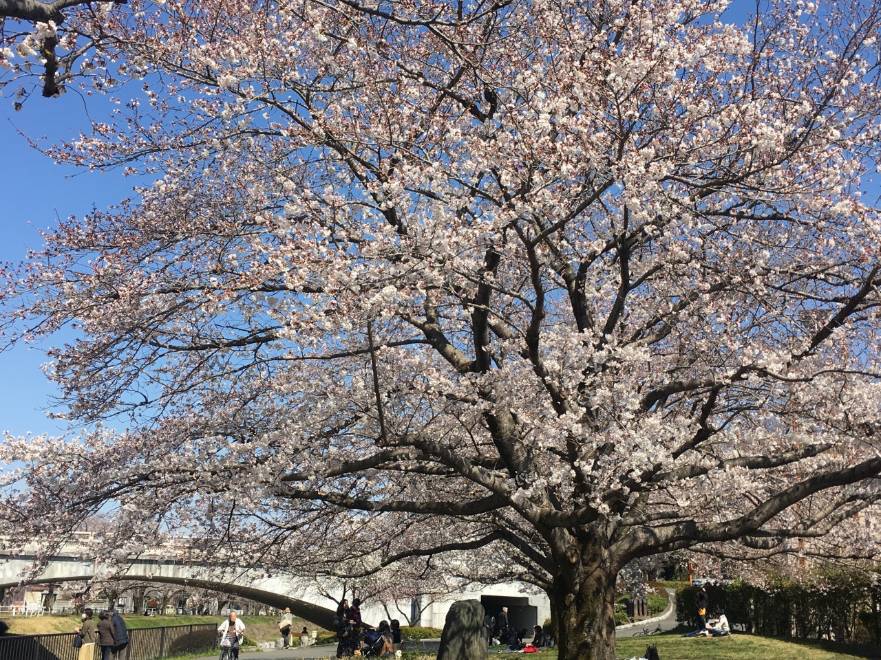 春休みの孫と工場見学 花見 墓参り 町田 東京 の旅行記 ブログ By Beanbagさん フォートラベル