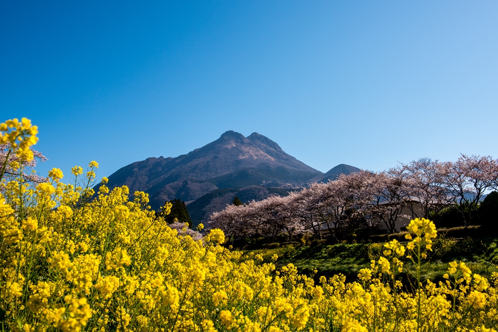 由布院の桜 19 大分県の旅行記 ブログ By 気まぐれなデジカメ館さん フォートラベル