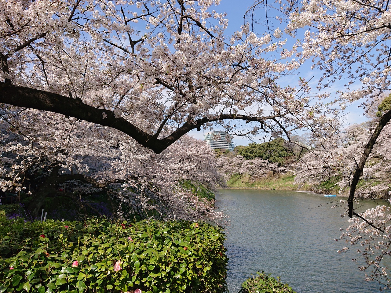 皇居通り抜け 千鳥ヶ淵 靖国神社の桜 丸の内 大手町 八重洲 東京 の旅行記 ブログ By わんこさん フォートラベル 皇居通り抜け 千鳥ヶ淵 靖国神社の桜 丸の内 大手町 八重洲 東京 の旅行記 ブログ By わんこさん フォートラベル