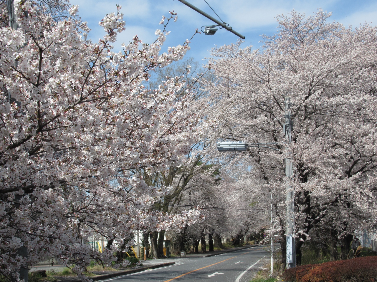 鶴ヶ島日光街道往還の桜並木とブロンコビリーのハンバーグ 2019/4/5
