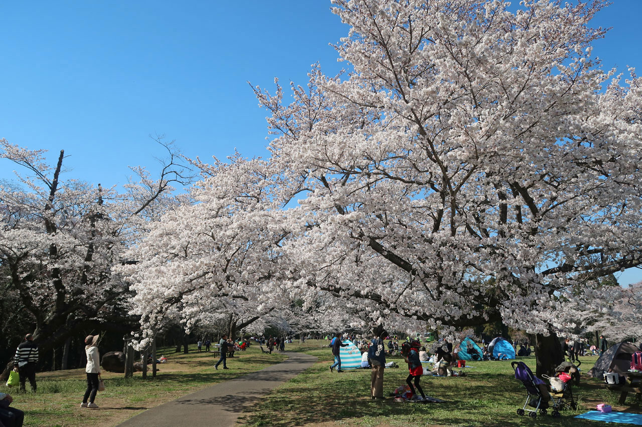 2019年 お花見ドライブ 泉自然公園 千葉市 ほか 千葉市 千葉県 の旅行記 ブログ By Mollyさん フォートラベル