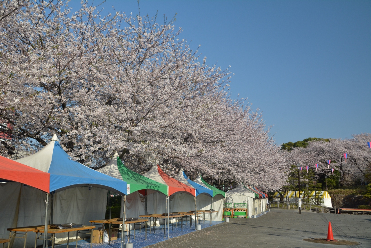 東京散歩 飛鳥山公園の桜は満開です 王子 十条 東京 の旅行記 ブログ By しろくまクンクンさん フォートラベル
