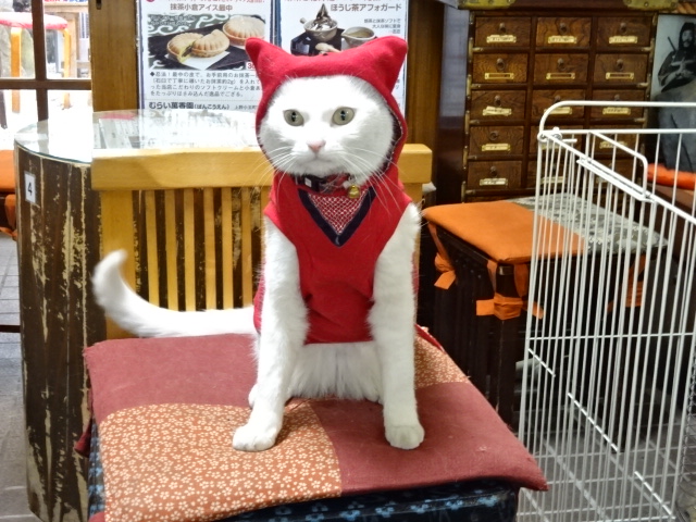 M 忍者猫 ふるさと納税 東京 伊賀上野公園モデルセット ブラック 伊賀市 Www Alvenius Ind Br