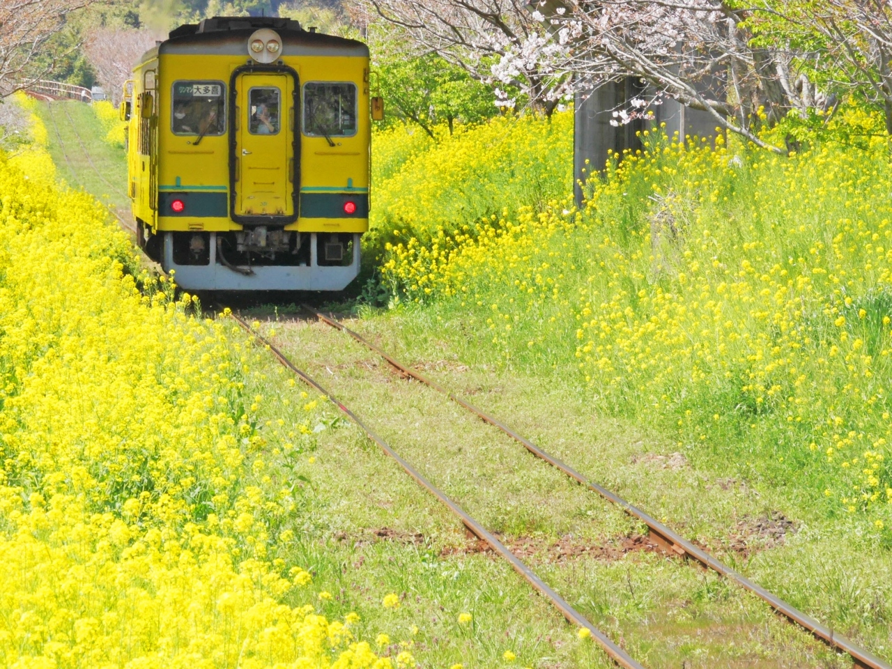 菜の花と桜に囲まれて 撮り鉄の旅 いすみ鉄道 小湊鉄道 いすみ 大多喜 千葉県 の旅行記 ブログ By みやゆかさん フォートラベル