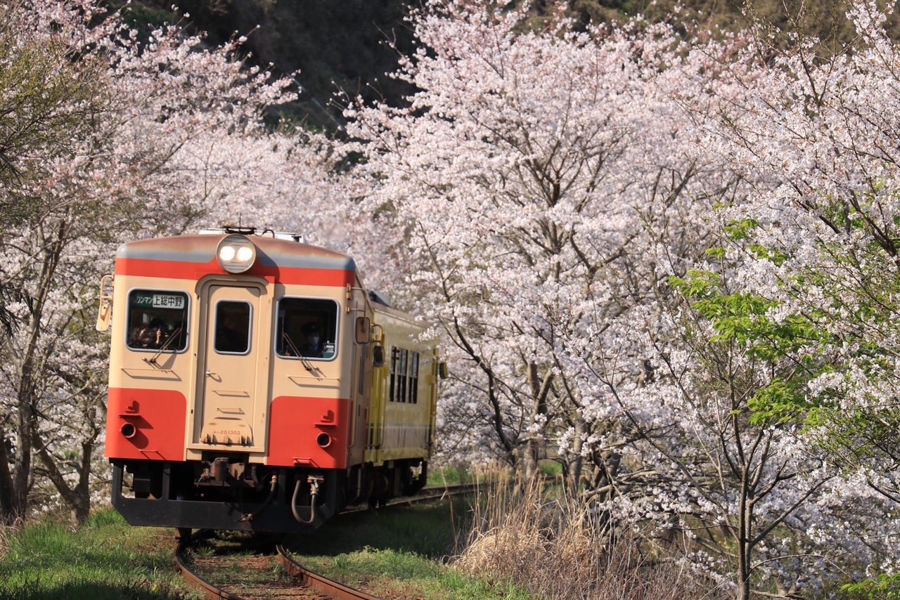 菜の花と桜 春のいすみ鉄道 小湊鉄道撮影旅 いすみ 大多喜 千葉県 の旅行記 ブログ By カジュトシュさん フォートラベル