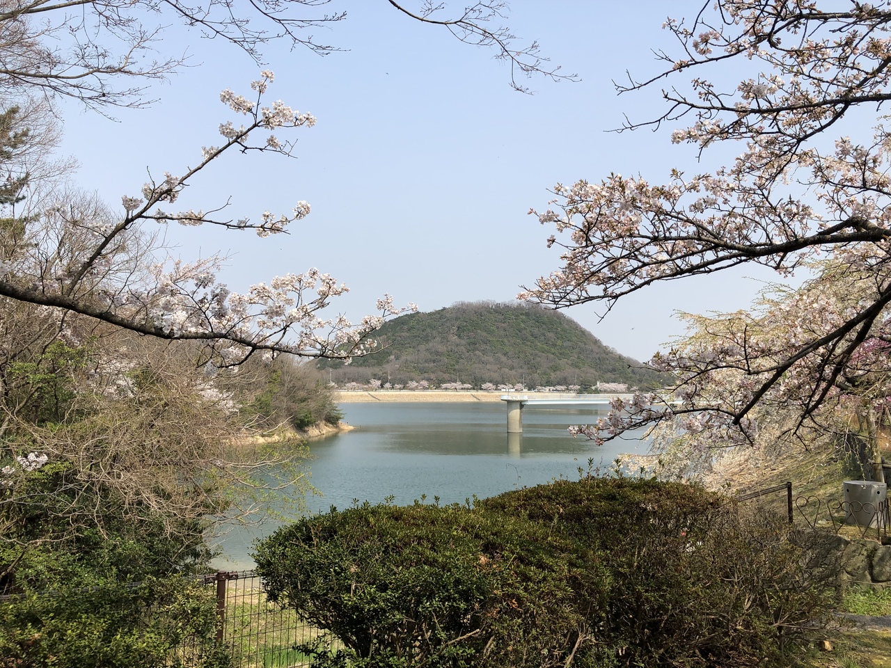 夙川 苦楽園桜ハイキング 西宮 芦屋 兵庫県 の旅行記 ブログ By 旅は靴づれさん フォートラベル
