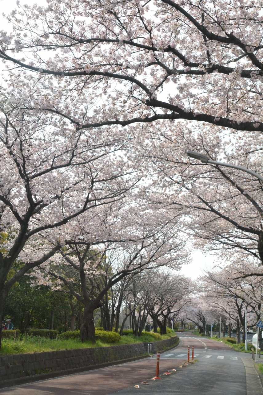 東京散歩 金町駅から水元公園桜並木を歩く 亀有 柴又 東京 の旅行記 ブログ By しろくまクンクンさん フォートラベル