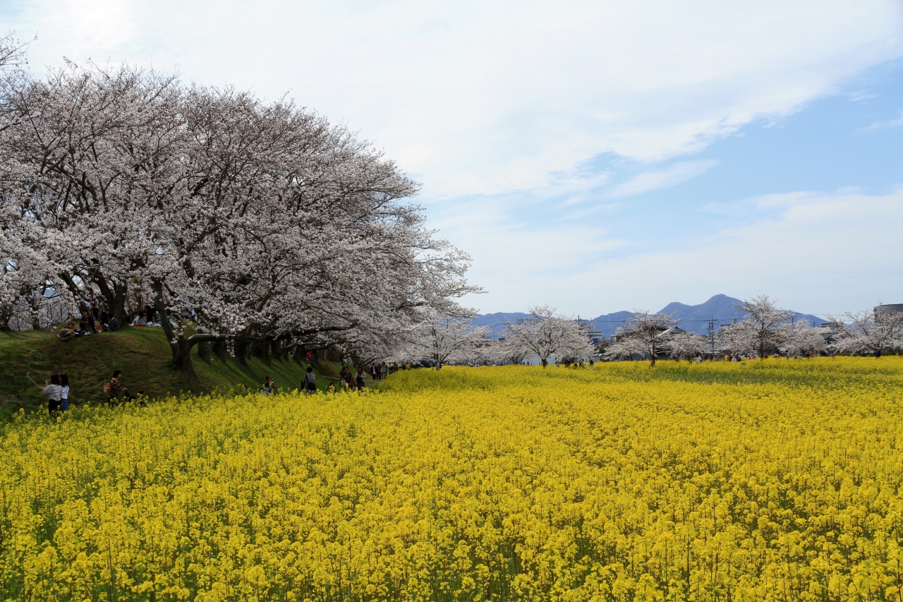 藤原宮跡に咲く菜の花と桜 橿原 奈良県 の旅行記 ブログ By きよさん フォートラベル 藤原宮跡に咲く菜の花と桜 橿原 奈良県 の旅行記 ブログ By きよさん フォートラベル