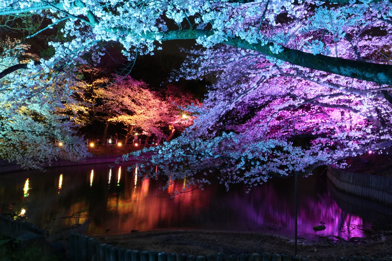 衝撃的でもあった幻想的な夜桜ライトアップ♪ 東海市大池公園の昼から夜まで