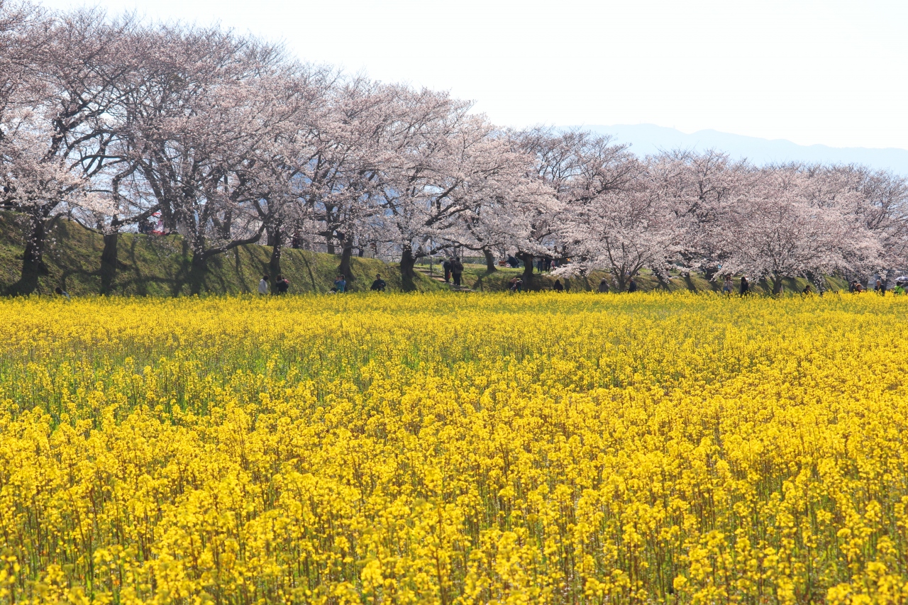藤原宮跡に咲く桜と菜の花を求めて 橿原 奈良県 の旅行記 ブログ By ターちゃんさん フォートラベル 藤原宮跡に咲く桜と菜の花を求めて 橿原 奈良県 の旅行記 ブログ By ターちゃんさん フォートラベル