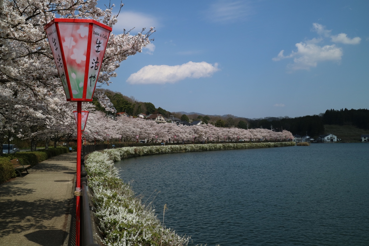 平成を締める桜は庄原市の上野公園 庄原 広島県 の旅行記 ブログ By Bingoさん フォートラベル 平成を締める桜は庄原市の上野公園 庄原 広島県 の旅行記 ブログ By Bingoさん フォートラベル