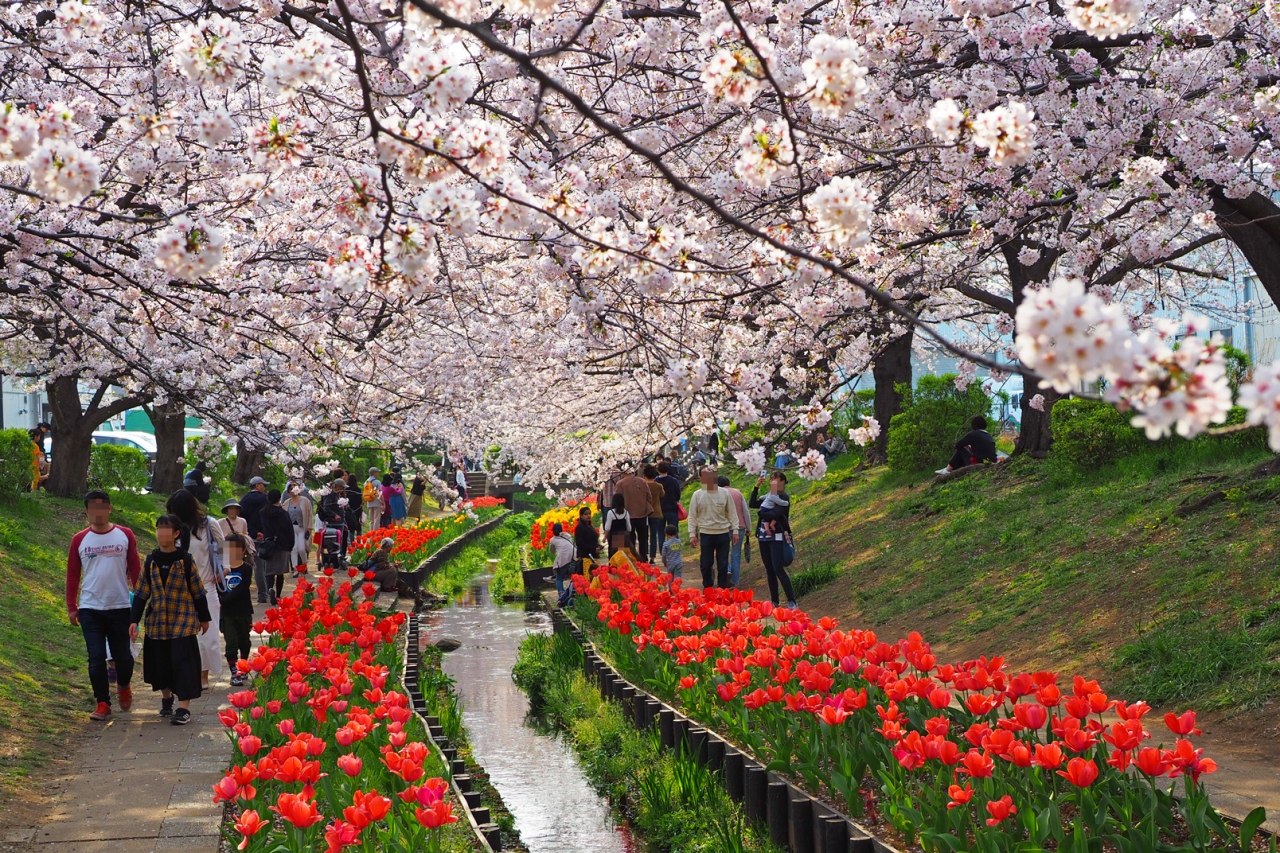 桜とチューリップの饗宴 江川せせらぎ緑道 港北 長津田 青葉 神奈川県 の旅行記 ブログ By Momotaさん フォートラベル 桜とチューリップの饗宴 江川せせらぎ緑道 港北 長津田 青葉 神奈川県 の旅行記 ブログ By Momotaさん フォートラベル