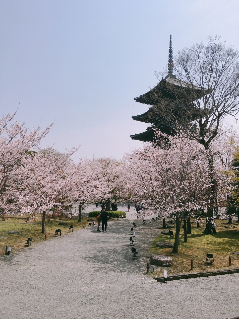 京都４月 そうだ京都へ行こう 桜を見に 東寺から大好きな上賀茂神社 祇園白川へ 今出川 北大路 北野 京都 の旅行記 ブログ By Mintanさん フォートラベル