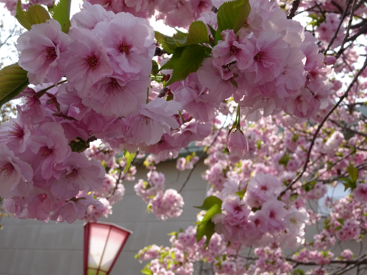 造幣局の 花のまわりみち 広島西 佐伯 広島県 の旅行記 ブログ By パキータさん フォートラベル