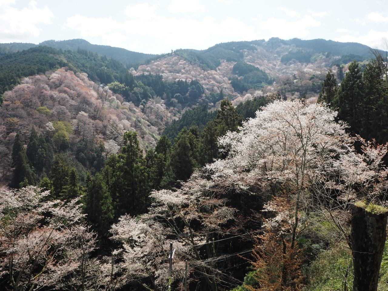 念願の吉野桜 下千本と中千本 吉野 奈良県 の旅行記 ブログ By Jalan Jalanさん フォートラベル 念願の吉野桜 下千本と中千本 吉野 奈良県 の旅行記 ブログ By Jalan Jalanさん フォートラベル