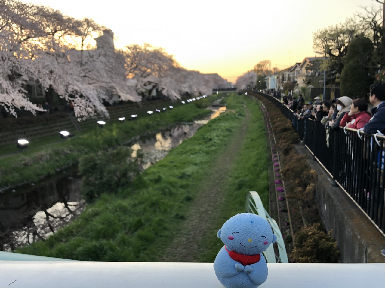 19年久しぶりの野川のライトアップを見に行ってきました 調布 狛江 東京 の旅行記 ブログ By 旅じぞうさん フォートラベル