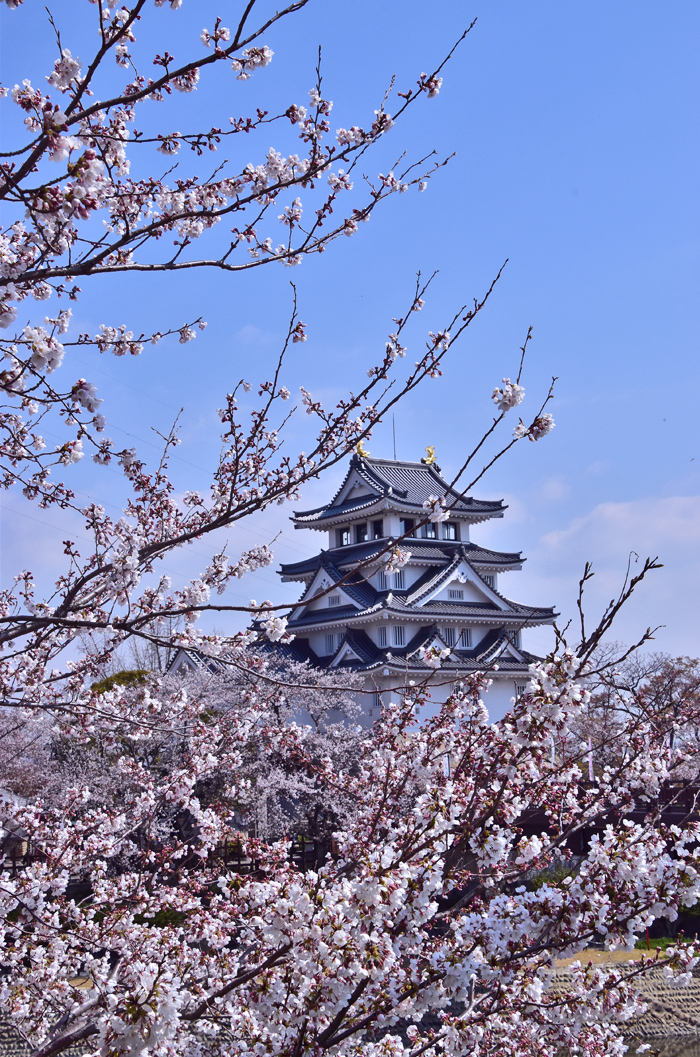 すのまた 墨俣一夜城 桜まつり 大垣 岐阜県 の旅行記 ブログ By 風に吹かれて旅人さん フォートラベル