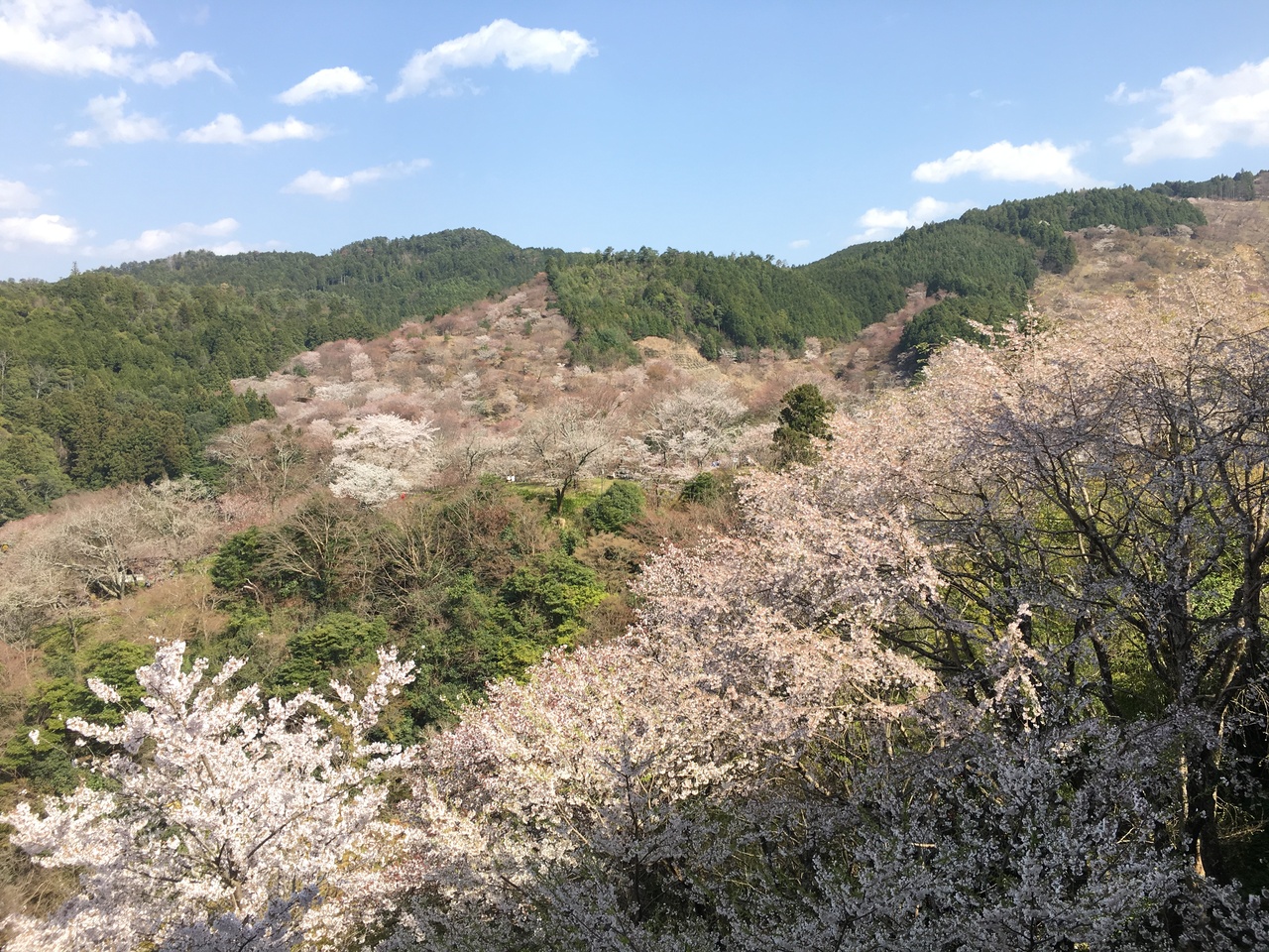 中年女子 高野山と吉野千本桜の旅へ行く 吉野 奈良県 の旅行記 ブログ By わん田さん フォートラベル