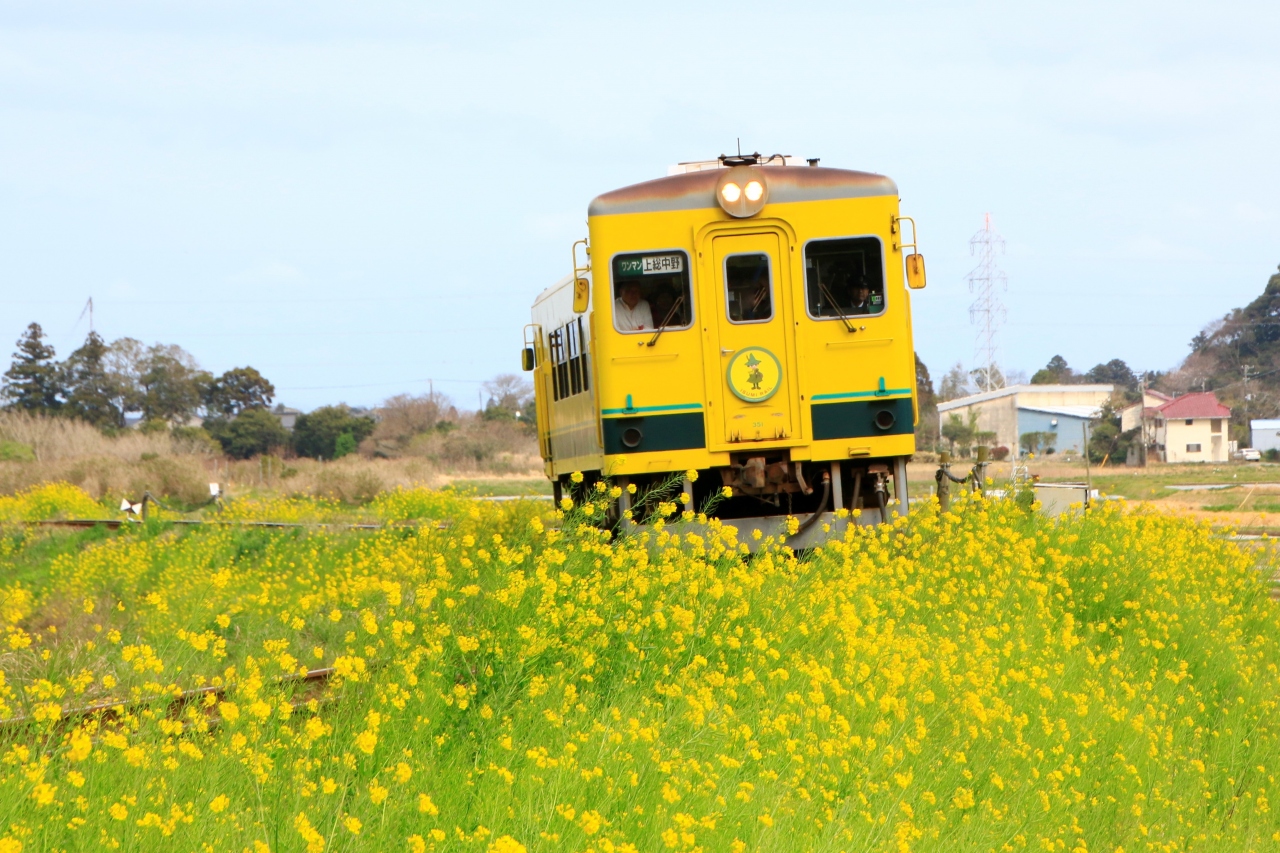 黄色いムーミン列車と菜の花畑 春のいすみ鉄道写真ツアー いすみ 大多喜 千葉県 の旅行記 ブログ By クッシーさん フォートラベル