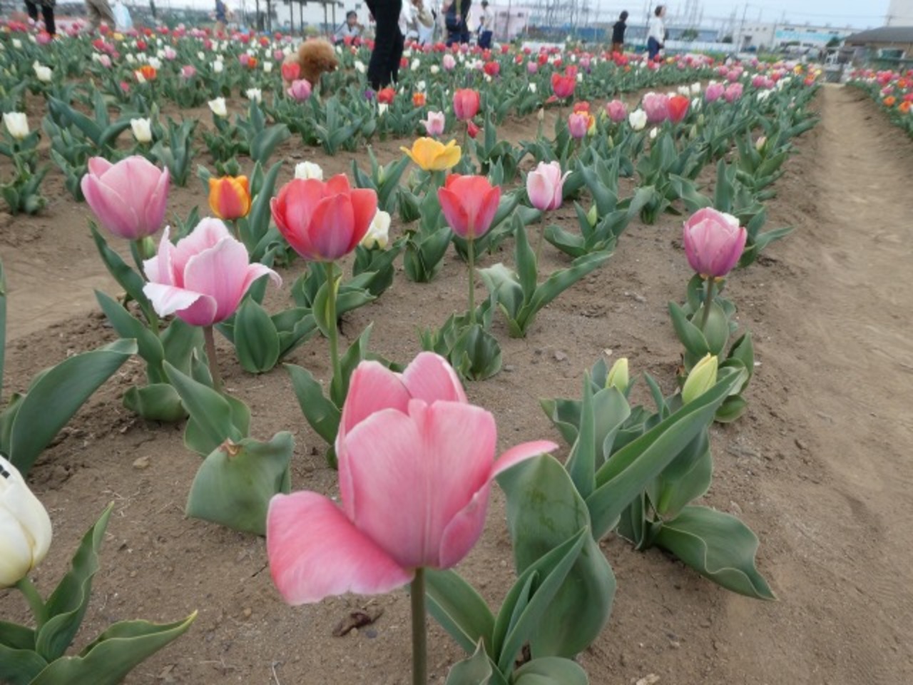 埼玉 鴻巣のチューリップ畑のイベント19 花のオアシスフェア チューリップまつり 鴻巣 桶川 北本 埼玉県 の旅行記 ブログ By としさん フォートラベル