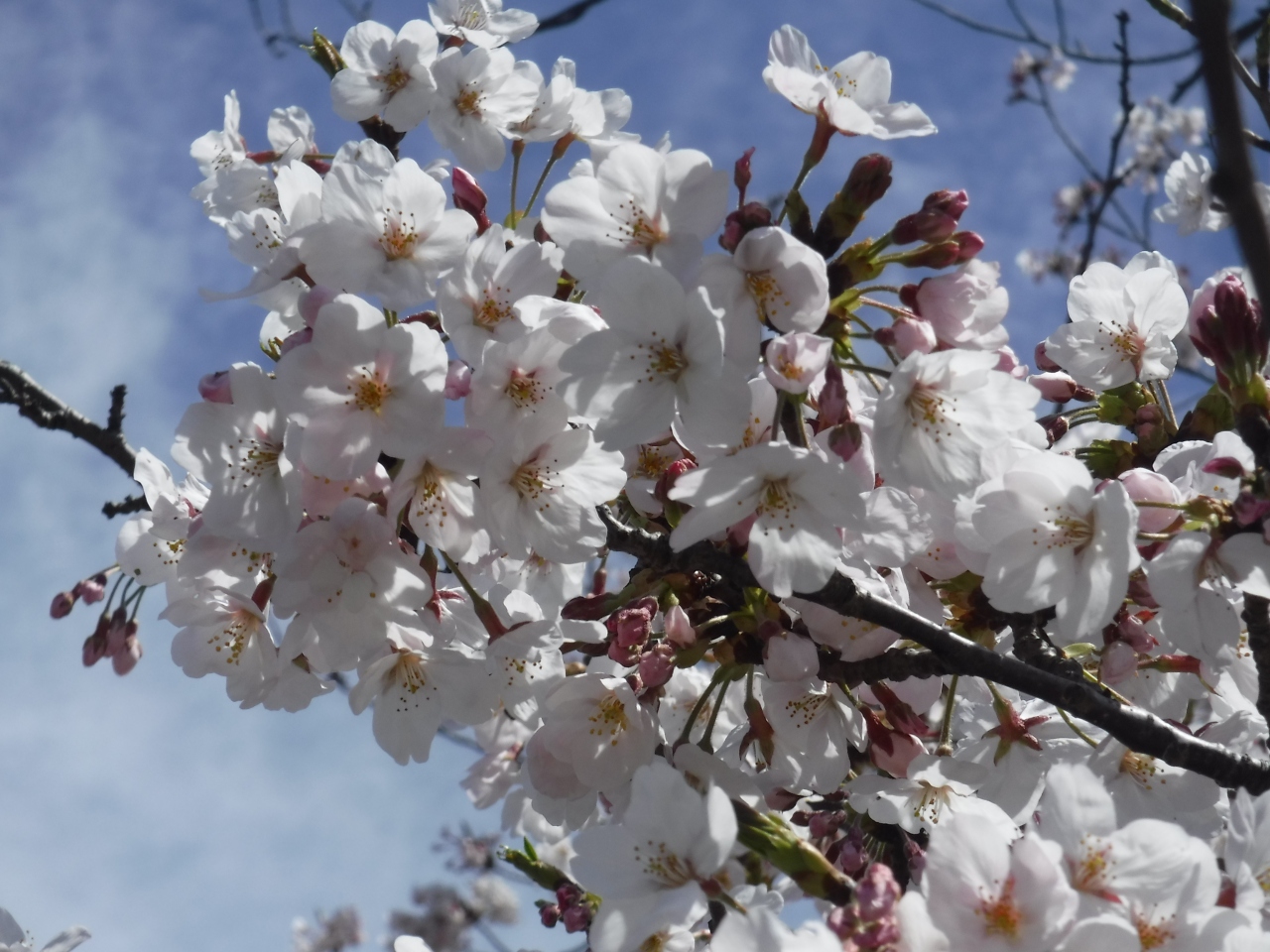 星桜を見たい 三溪園に行ってみた 本牧 根岸 磯子 神奈川県 の旅行記 ブログ By まるさんじゃぱんさん フォートラベル 星桜を見たい 三溪園に行ってみた 本牧 根岸 磯子 神奈川県 の旅行記 ブログ By まるさんじゃぱんさん フォートラベル