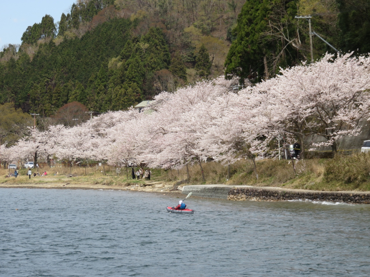 滋賀 海津大崎 満開の桜クルーズ 今津 滋賀県 の旅行記 ブログ By Ma Yuさん フォートラベル