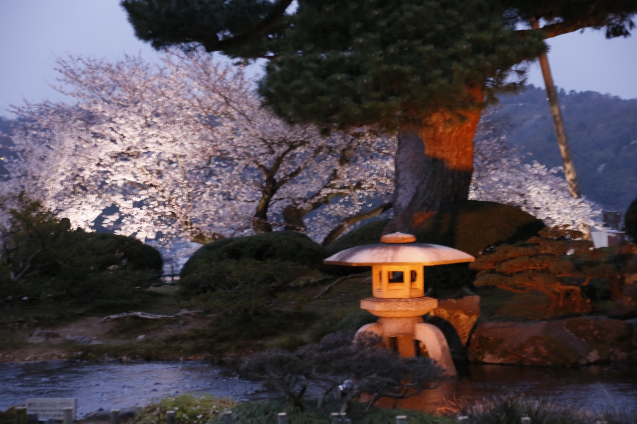 金沢 兼六園夜桜見物 金沢 石川県 の旅行記 ブログ By Konchanさん フォートラベル 金沢 兼六園夜桜見物 金沢 石川県 の旅行記 ブログ By Konchanさん フォートラベル