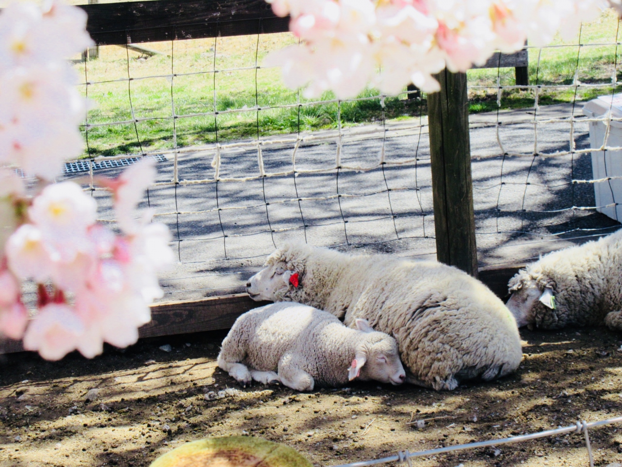 桜もふもふ 伊香保温泉 群馬県 の旅行記 ブログ By Okushitwさん フォートラベル