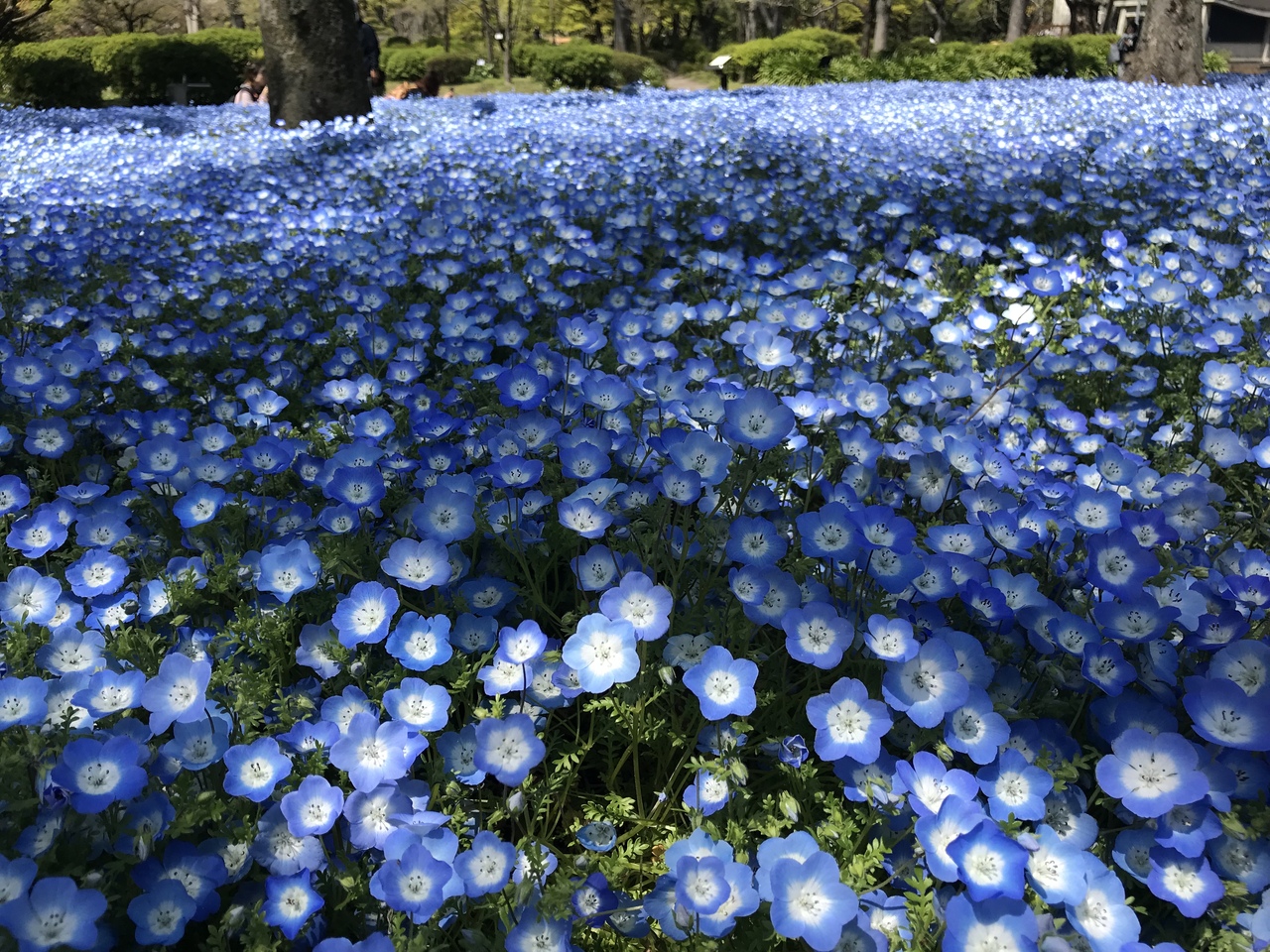 増上寺と日比谷公園のネモフィラ チューリップ 東京の旅行記 ブログ By Kurajiさん フォートラベル