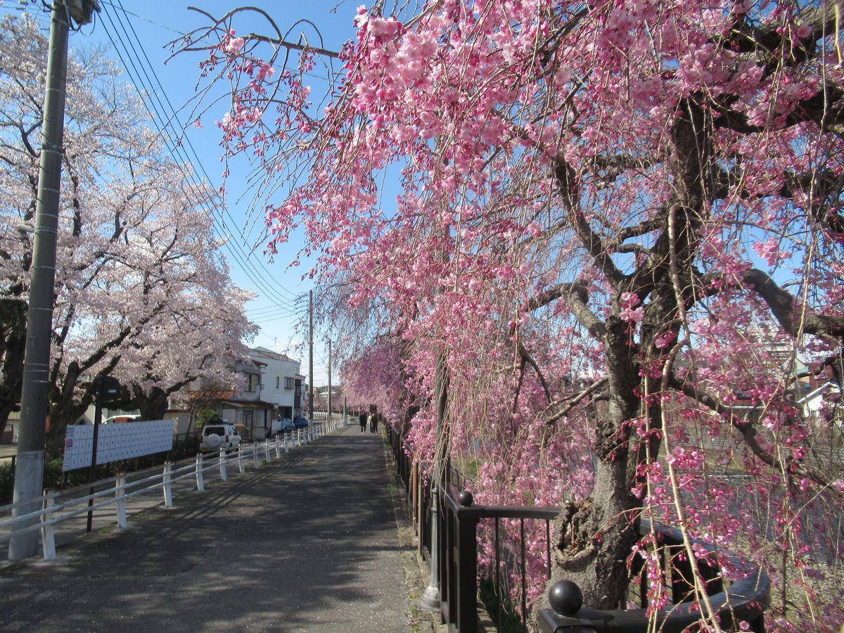 日帰り青春18きっぷで桜を愛でる旅 ４ 宇都宮餃子と満開のしだれ桜 宇都宮 栃木県 の旅行記 ブログ By Happinさん フォートラベル