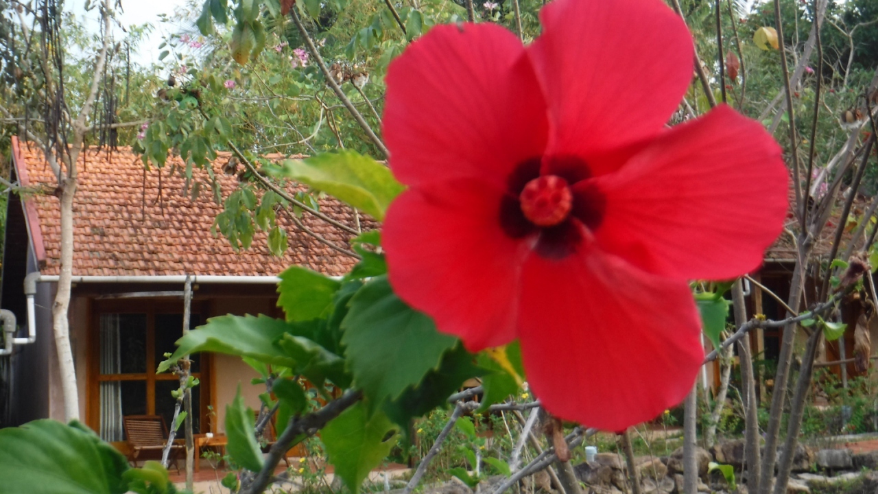 フーコック島の花たちとお食事 総集編 フーコック島 ベトナム の旅行記 ブログ By 夏子の探検さん フォートラベル フーコック島の花たちとお食事 総集編 フーコック島 ベトナム の旅行記 ブログ By 夏子の探検さん フォートラベル