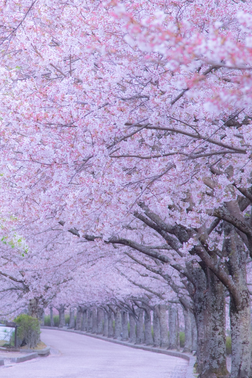 京都 桜めぐり 六孫王神社 和らぎの道 城南宮 亀岡 京都 の旅行記 ブログ By ふーさん フォートラベル 京都 桜めぐり 六孫王神社 和らぎの道 城南宮 亀岡 京都 の旅行記 ブログ By ふーさん フォートラベル