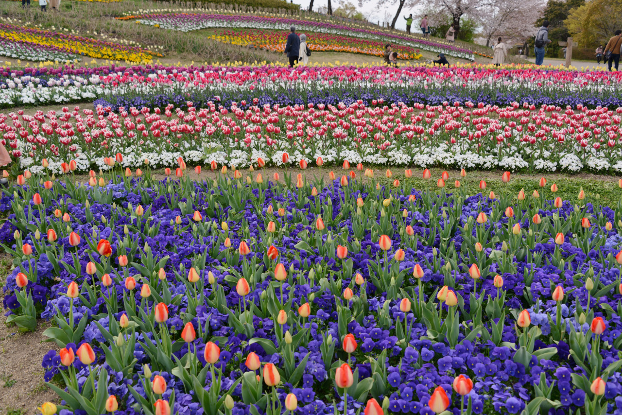 第６回馬見チューリップフェアを楽しむ 香芝 王寺 大和高田 奈良県 の旅行記 ブログ By Punchmsさん フォートラベル