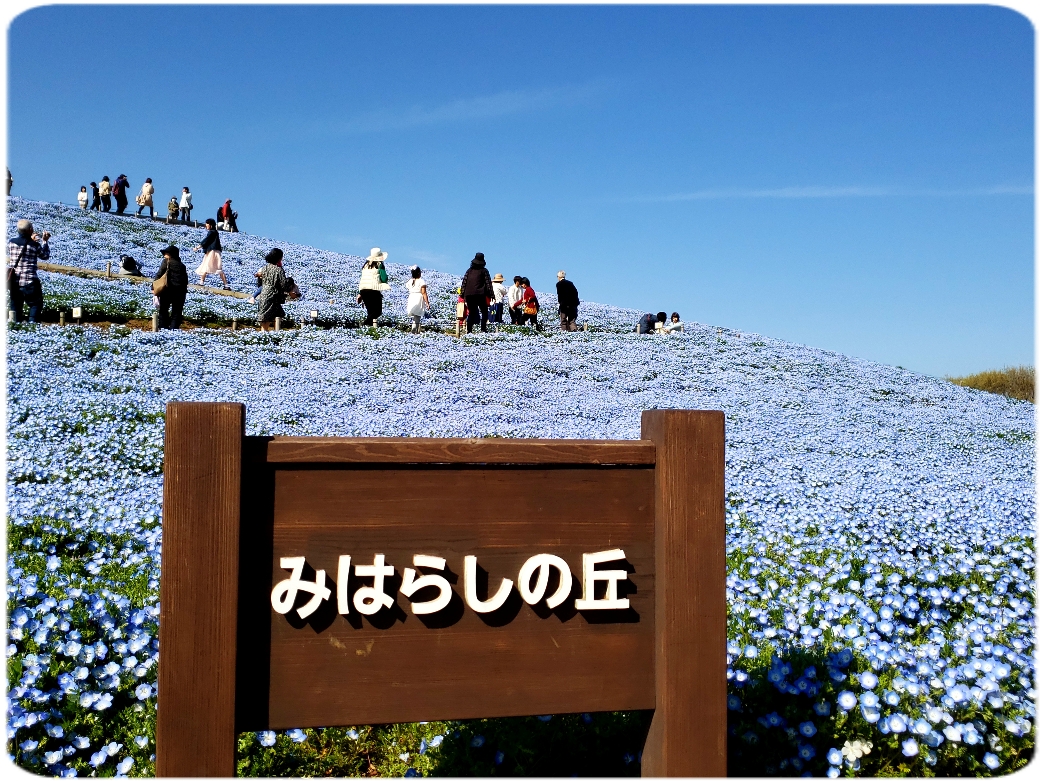 450万本 インシグニスブルーの絶景 ネモフィラ 国営ひたち海浜公園 おまけのゴルフ ひたちなか 茨城県 の旅行記 ブログ By Ikuikuさん フォートラベル 450万本 インシグニスブルーの絶景 ネモフィラ 国営ひたち海浜公園 おまけのゴルフ ひたちなか 茨城県 の旅行記 ブログ By Ikuikuさん フォートラベル