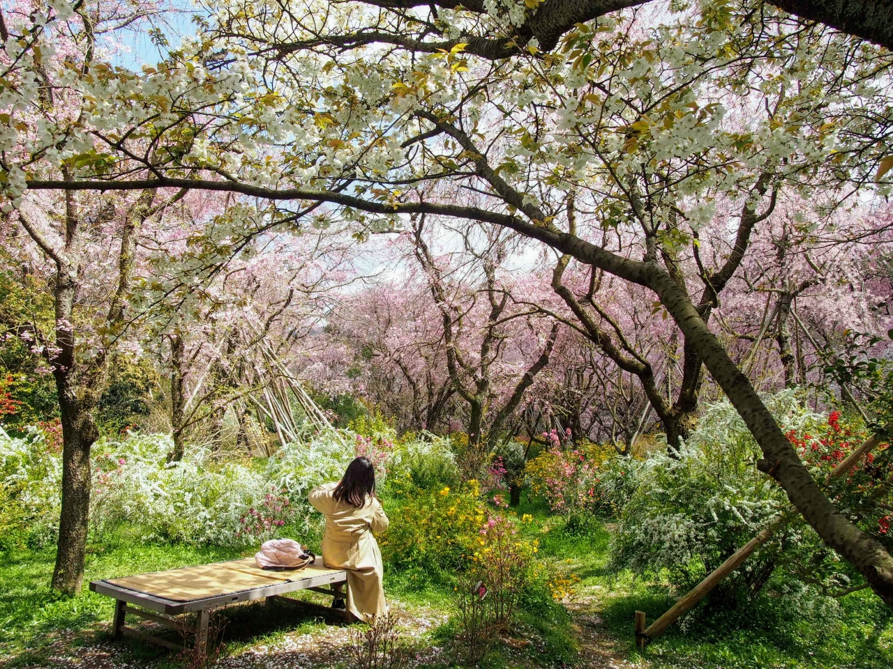 原谷苑 今出川 北大路 北野 京都 の旅行記 ブログ By Y 0236さん フォートラベル