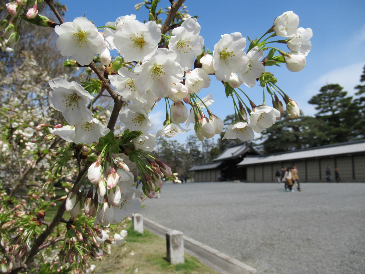 町屋の片泊まりで巡る京都の桜19 その15 京都御苑の桜と御所参観 二条 烏丸 河原町 京都 の旅行記 ブログ By 実結樹さん フォートラベル 町屋の片泊まりで巡る京都の桜19 その15 京都御苑の桜と御所参観 二条 烏丸 河原町 京都 の旅行記 ブログ By 実結樹さん フォートラベル