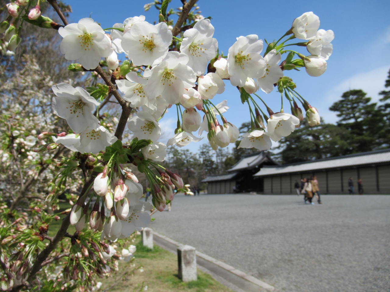 町屋の片泊まりで巡る京都の桜19 その15 京都御苑の桜と御所参観 二条 烏丸 河原町 京都 の旅行記 ブログ By 実結樹さん フォートラベル