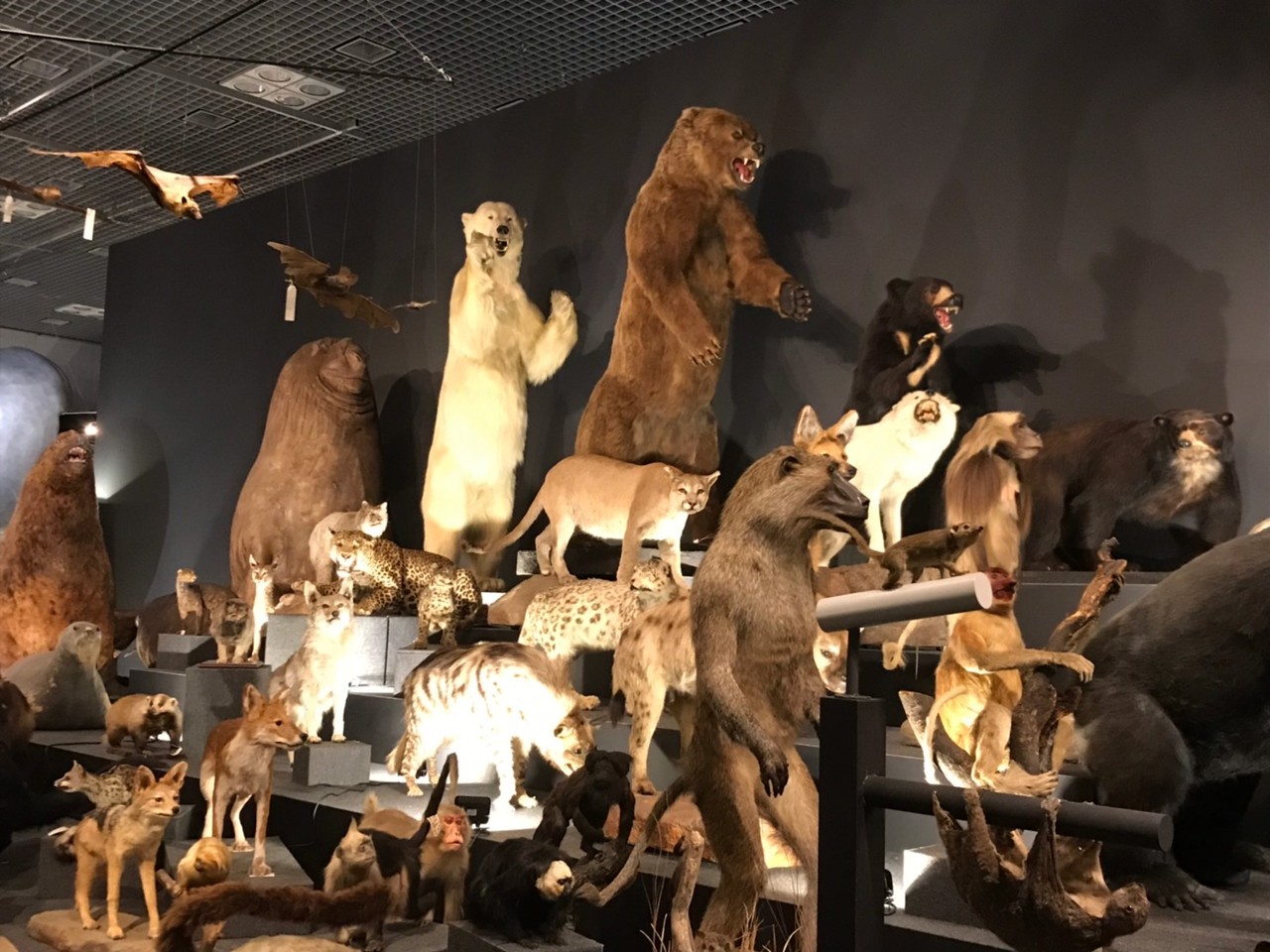 友達親子と上野の国立科学博物館へ 上野 御徒町 東京 の旅行記 ブログ By Mamamamaさん フォートラベル 友達親子と上野の国立科学博物館へ 上野 御徒町 東京 の旅行記 ブログ By Mamamamaさん フォートラベル