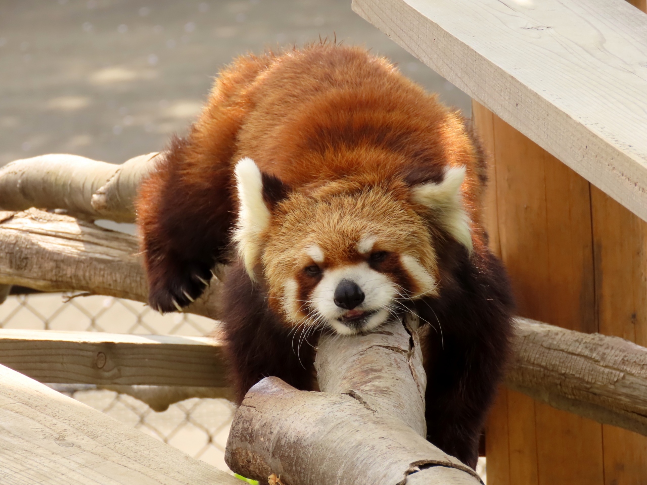 ね 動物園 かみ